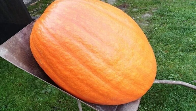 Dynia-olbrzym wyrosła w Bujnach