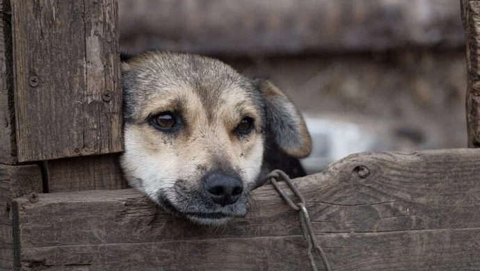Sejm uchwalił nowelę m.in. zakazującą hodowli zwierząt na futra i ograniczającą ubój rytualny
