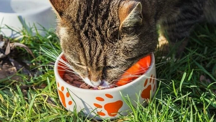 W Piotrkowie atakują karmicieli kotów