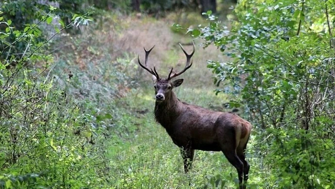 40-letni myśliwy nielegalnie odstrzelił jelenia. Grozi mu nawet 8 lat więzienia