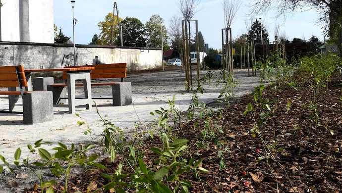 Skwer dzikich róż na osiedlu Wyzwolenia