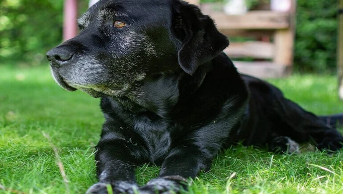 Blacky przeszedł na emeryturę