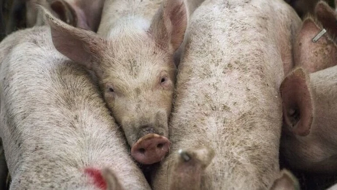 Hodowcy trzody chlewnej i pracownik Agencji Rynku Rolnego wyłudzili ponad 1 mln dotacji