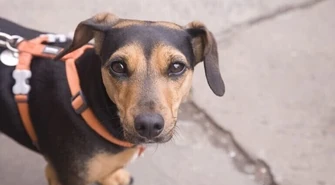 Czy warto wprowadzić podatek od posiadania psa?