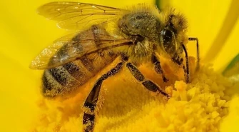 Zawiązało się Wolborskie Stowarzyszenie Pszczelarzy