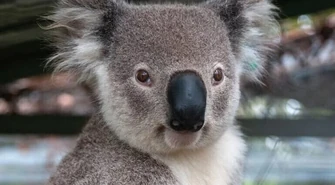 Uczniowie z Gomulina adoptowali koalę