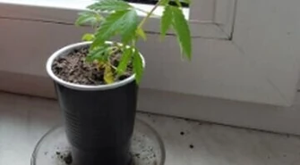 Do 3 lat więzienia za sadzonkę na parapecie