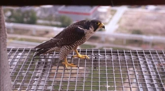 Sokoły wędrowne z elektrowni Bełchatów mają nowy dom