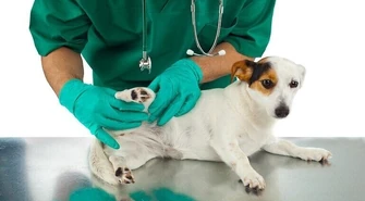 Chrońcie czworonogi przed kleszczami