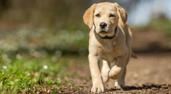 Labrador - poznaj charakterystykę rasy oraz podstawy odżywiania i pielęgnacji labradorów