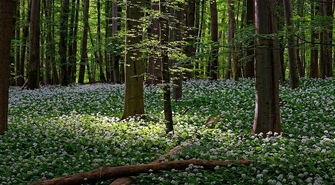 Do Wielkanocy zakaz wstępu do lasów