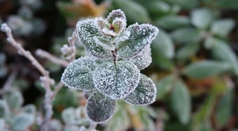 IMGW ostrzega przed przymrozkami