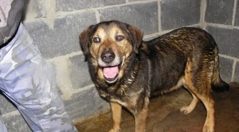 Gmina Czarnocin: Nie kupuj! Adoptuj!