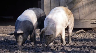 Walczymy z koronawirusem, ale problem ASF nie zniknął