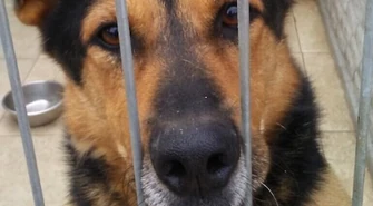 Pieski z Wolborza do adopcji