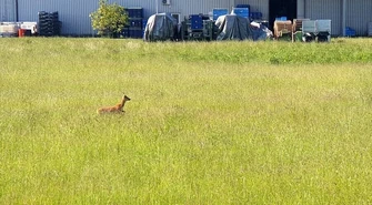 Dzikie zwierzęta w centrum Piotrkowa