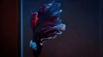 Oświetlenie LED w akwarium