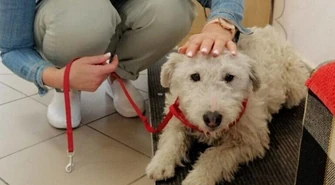 Szczęśliwy finał poszukiwań Bajki. Suczkę przygarnęła pracownica piotrkowskiej komendy