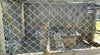 Przetrzymywał jastrzębie w klatkach