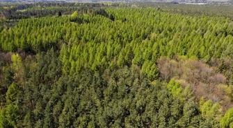 Ekstrema pogodowe powodują zmiany w lasach
