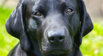 Naukowcy mówią, ile ludzkich lat ma pies