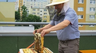 Miodobranie na dachu piotrkowskiej galerii