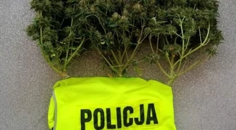 Piotrkowianin miał w domu 136 gramów marihuany i grzyby halucynogenne