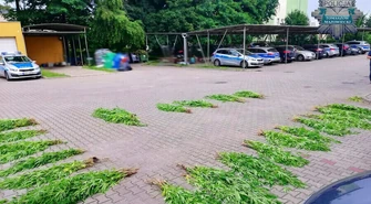 400 krzaków konopi w rękach tomaszowskich policjantów