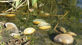 Śnięte małże w Bugaju