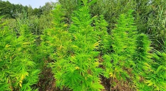 Plantacja konopi zlikwidowana przez policjantów