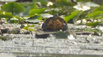 Żółw żółtobrzuchy w Zalewie Cieszanowickim?