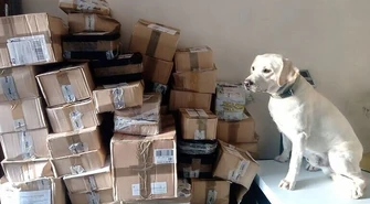 Labrador pomógł w przejęciu kontrabandy