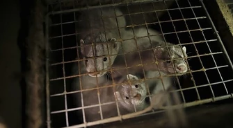 Koniec z barbarzyństwem wobec zwierząt futerkowych?