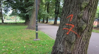 Bezmyślna wycinka drzew? Nie w Piotrkowie