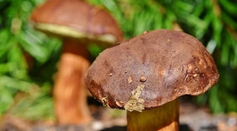 8 sposobów na udane grzybobranie