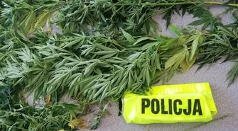 Policjanci zlikwidowali plantację marihuany