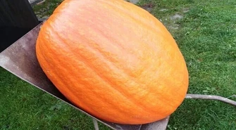 Dynia-olbrzym wyrosła w Bujnach