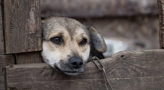 Sejm uchwalił nowelę m.in. zakazującą hodowli zwierząt na futra i ograniczającą ubój rytualny