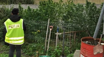 Piotrków: Policja zlikwidowała dwie plantacje marihuany