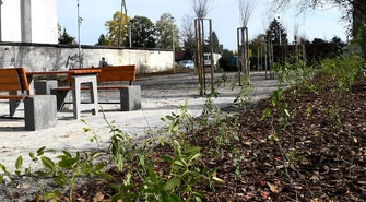 Skwer dzikich róż na osiedlu Wyzwolenia