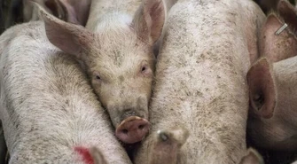 Hodowcy trzody chlewnej i pracownik Agencji Rynku Rolnego wyłudzili ponad 1 mln dotacji