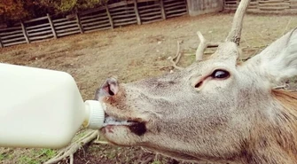 W 2021 r. Osada Leśna w Kole wróci do życia