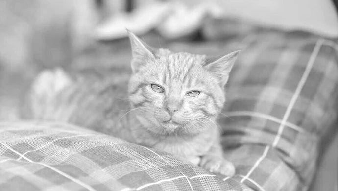 Kociak nie przeżył powitania Nowego Roku