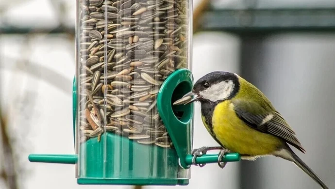 Zimowe dokarmianie ptactwa może nam się opłacić