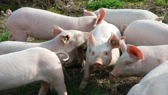 Gmina Aleksandrów objęta żółtą strefą ASF