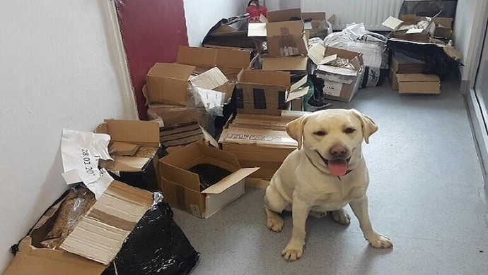 Czworonożni funkcjonariusze wykryli narkotyki i tytoń