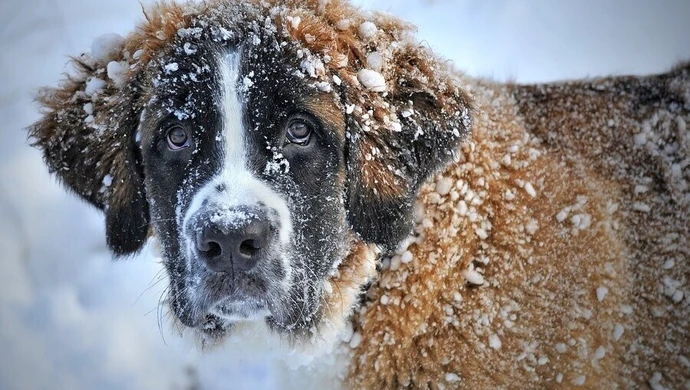 Jak pomóc przetrwać naszemu psu zimę?