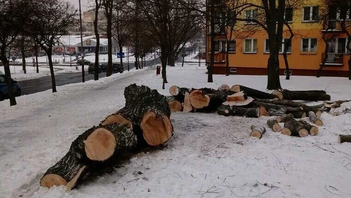 Wycinka drzew przy Kostromskiej
