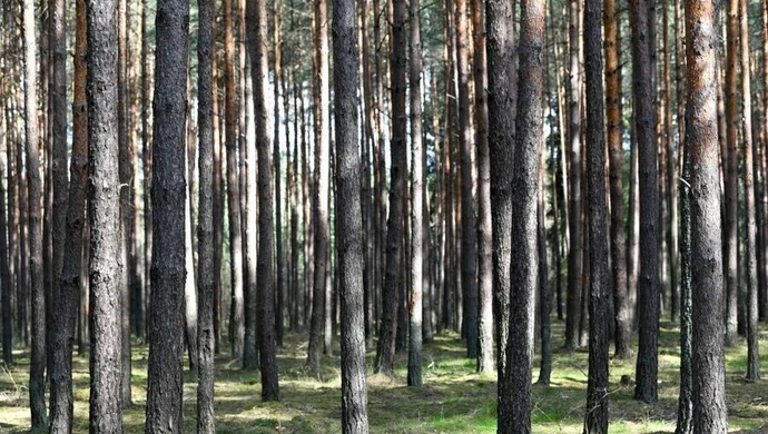 Lasy Państwowe: od 1 maja w każdym nadleśnictwie specjalne obszary do nocowania na dziko