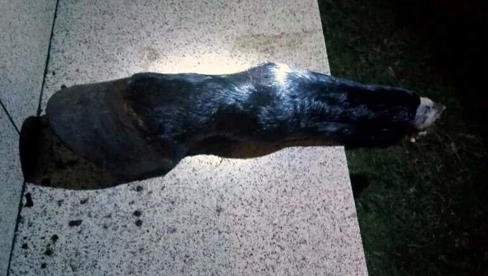 Groźba czy nieprzemyślany żart? Noga konia na schodach domu w Sulejowie